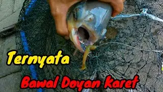 Casting Bawal Pakai Soft Lure Dengan Carolina Rig di Taman Balekambang Surakarta ‼️
