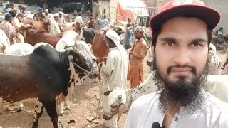 🔴 SURPRISE LIVE at Malir Cow Mandi | Bakra Eid 2022 | Cattle Market Karachi