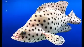 サラサハタ　Humpback Grouper,Panther Grouper　Chromileptes altivelis
