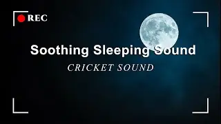 Relieve Stress in 3 Minutes to Sleep Immediately with Cricket Sound at Full Moon Night