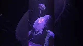 Montage of jellyfish 