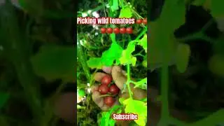 Picking wild tomatoes |desi tamatar |#tamatar #tomoto #wild #wildfruit
