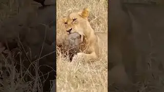 😱bullet proof janwar the Bulletproof animal