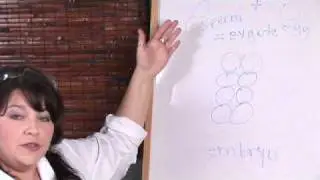 Human Physiology : What Is Embryo Splitting?