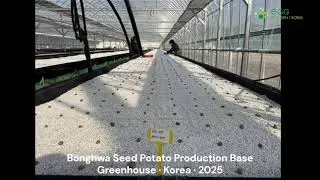 Korea &ndash; Bonghwa greenhouse (planting & harvest) / &ldquo;Seed potato production base&rdquo;