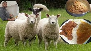 ajj Farm seh Lamb ko Pakra aur curry banayah, fresh taja taja
