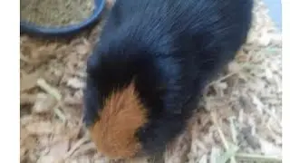 big update (guinea pig loss and more)