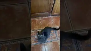 Chat qui miaule