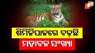 Royal Bengal Tiger Population Increases in Similipal, Reaches 40, Trap Camera Data Confirms