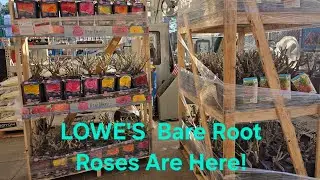 Lowe's 2026 Bare Root Roses Have Arrived. Great Varieties and Prices.