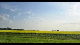 SaskAgToday Roundtable: Changes to crop conditions, beef check-off rate in Sask.