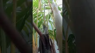 critv video short #love