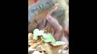 Baby Monkey Is Trying To Move While Mom Eating #monkeysr #babymonkeys #animallife #animals  #cute