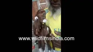 Mutated goat looks like human face? - Unique animal faces from India