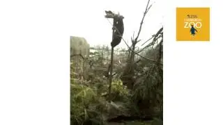 Sun Bear climbs the Wobble Tree at Edinburgh Zoo