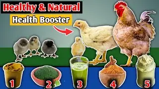6 Best Natural Herbs For Your Chickens👌| Organic Chicken health Booster | Natural Chicken Feeds