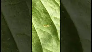 #Capsicum pest Playhouse #VAAYUU + #Yantra 3 sprays 5 days intervals Fost Rootex 2 ltr per acer drip