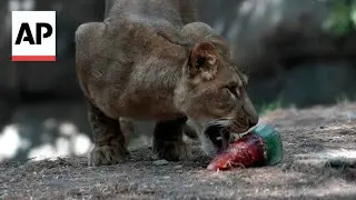 Lions and monkeys eat popsicles to cool off from heat wave
