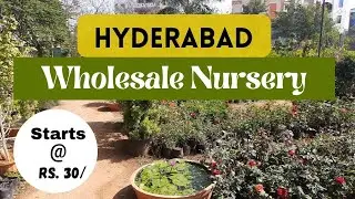 Rare Plants Nursery/ Cheapest Nursery in Hyderabad/ Wholesale Nursery/ Sarvani Nursery