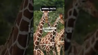 A group of giraffes...