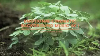 [FREE] CINEMATIC BACKGROUND MUSIC 4K | NATURE CINEMATIC B-ROLL | ALIIOSS FILM
