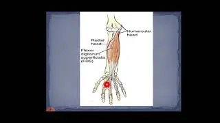 Anatomy of the Posterior Forearm | Wegdan The Anatomist Series