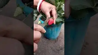 strawberry tree 🍓😍 #shorts #youtubeshorts #ytshorts #short #viral