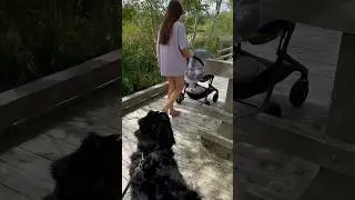Waterfront park🌳 #nature #family #love #baby #dog #trail #live #tranquility #summer #strolling