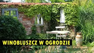 WINOBLUSZCZ - odmiany, uprawa i PIĘKNE INSPIRACJE