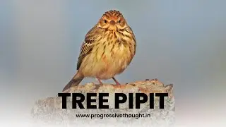 Tree pipit | Indian birds video ​@MahadevPutra-Sabyasachi