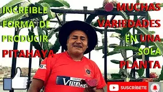 MUCHAS VARIEDADES DE INGERTO EN UNA SOLA PLANTA Y EN UN ESPACIO REDUCIDO