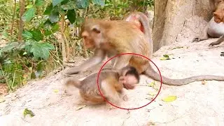 Pity poor small Monkey crying run escape bad female monkey mistreat grape food #monkeyvideo #monkeys