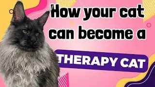 How to turn your cat into a certified Therapy cat