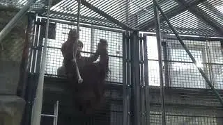 オランウータン　アピの水分補給　🎥2026.1.9   多摩動物公園