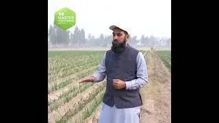 Master Fresh Farms: Growing Excellence with Nasarpuri Onion Seeds