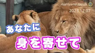 【旭山動物園ライオン】オリトに身を寄せるイオ。そこには我が子イトへの母としての想いが...