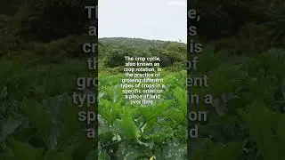 Understanding Crop Cycles Benefits #81