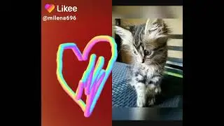 Лайк