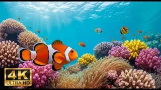 🐠 Aquarium 4K Ultra HD &ndash; Relaxing Coral Reef Fish & Calming Ocean Sounds for Meditation