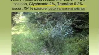 Native Alternatives for Food Plots in the Longleaf Ecosystem - Part I.