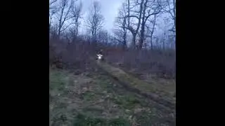suzuki ltz 400 vs yamaha raptor 660