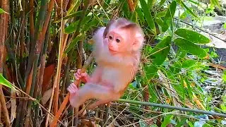 Unbelievable Jacee can climb on the top of tree herself, Jacee calls mom help her get down from tree