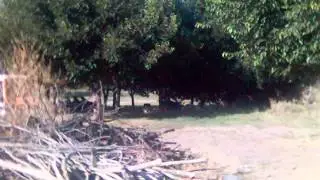 KOCABEYKÖYÜ  KIRŞEHİR 20  12 2012 RAMBO