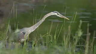 A North American Great blue Heron launches from a USA Beaver lodge to hunt at the edge of the pond