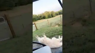 Dog jumps off the golf cart #dog #internet #golf #shorts #car