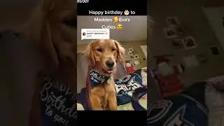 #haitian #happybirthdaytoyou #dogsoft