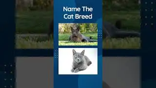 Cat Quiz Shorts 9 - Guess The Cat Breed Trivia #shorts  #catquiz  #cattrivia  #catlovers #funquizzes