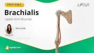 Upper Arm Muscles | Brachialis | Anatomy Lecture for Medical Students Education | V-Learning&trade;