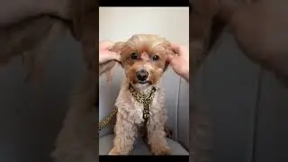 Use GPS to find him #cleverdog #dog #short