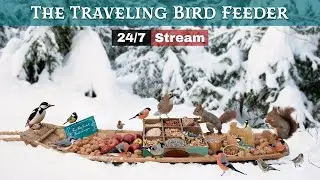 The Traveling Bird Feeder - Relax With Squirrels & Birds (24/7 Stream)